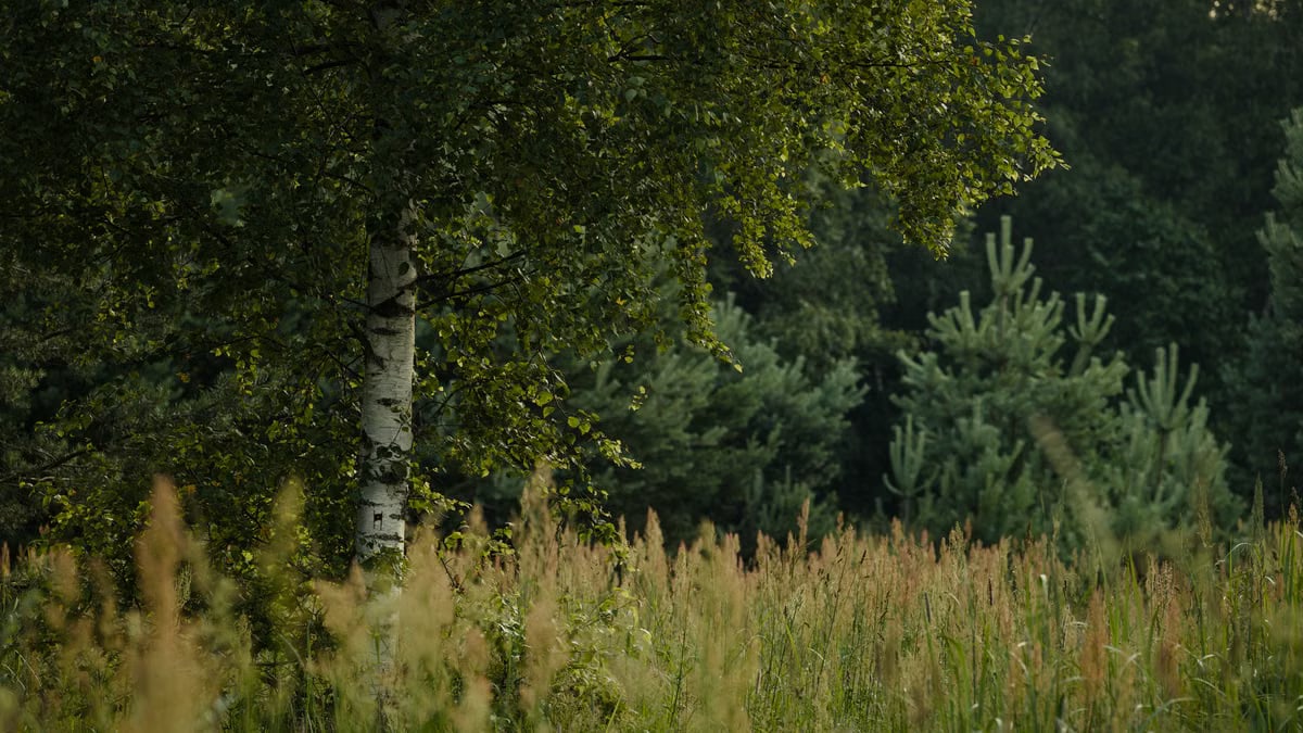 Tranquil scene of a birch tree amidst dense, lush forest foliage.